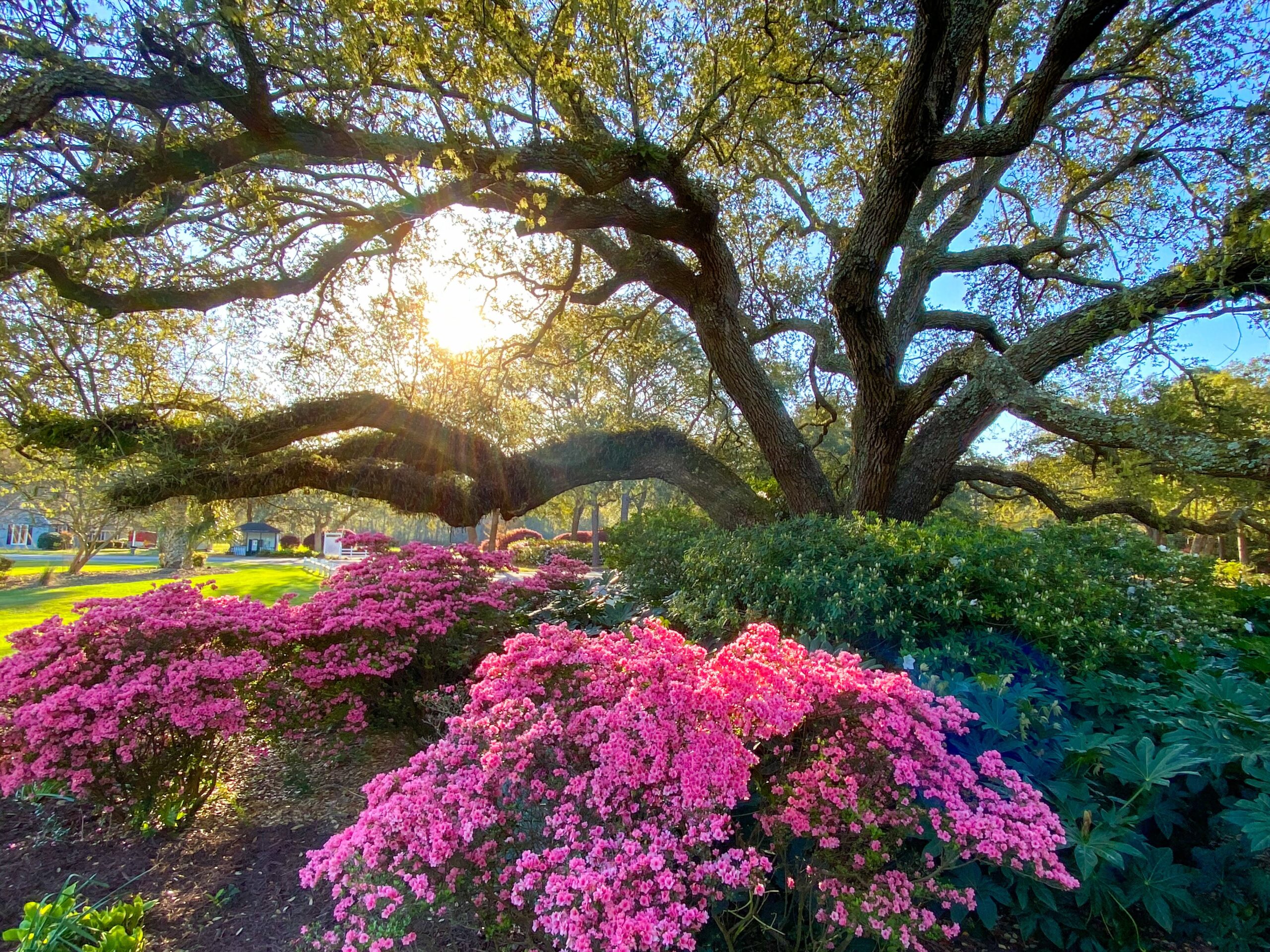LItchfield Country Club Spring Oak Tree